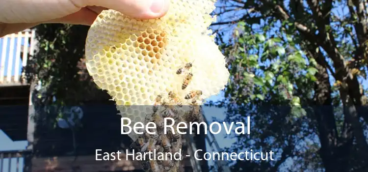 Bee Removal East Hartland - Connecticut