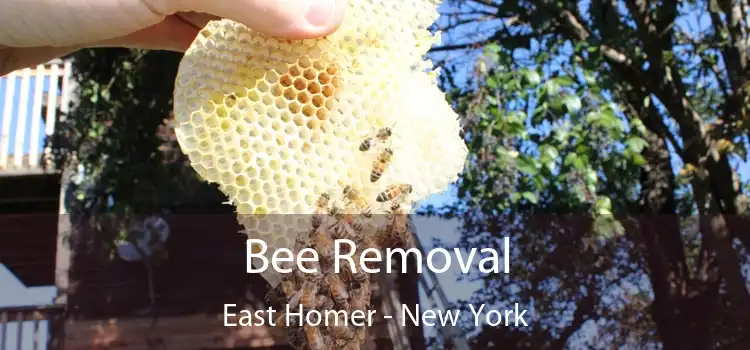 Bee Removal East Homer - New York