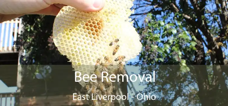 Bee Removal East Liverpool - Ohio