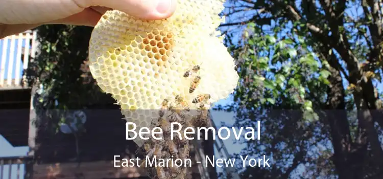 Bee Removal East Marion - New York