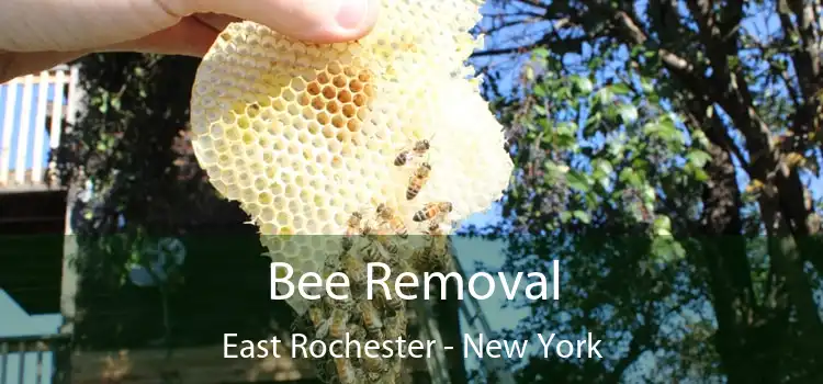 Bee Removal East Rochester - New York