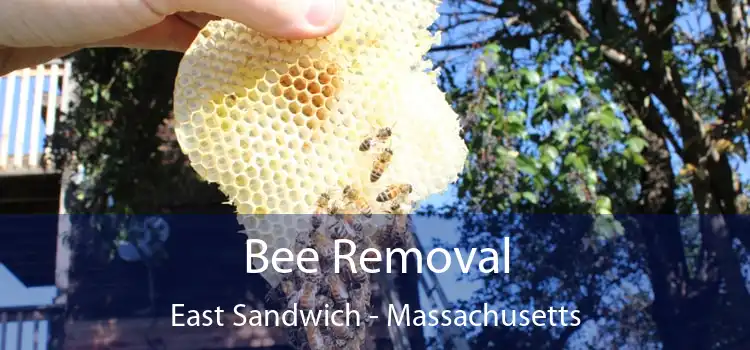 Bee Removal East Sandwich - Massachusetts