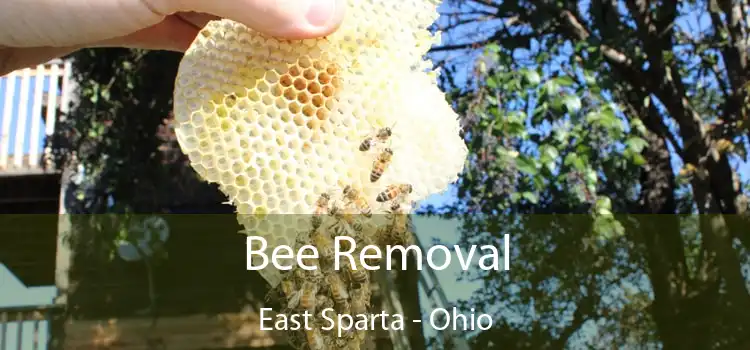 Bee Removal East Sparta - Ohio