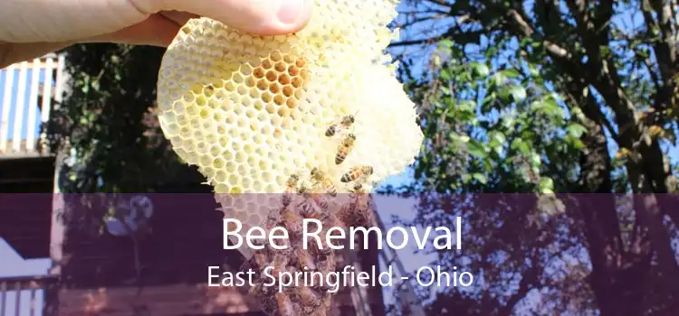Bee Removal East Springfield - Ohio