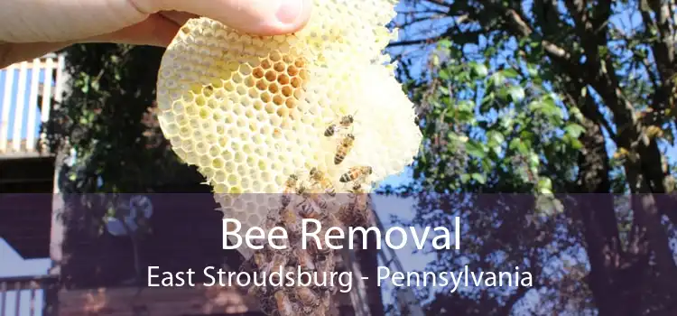 Bee Removal East Stroudsburg - Pennsylvania