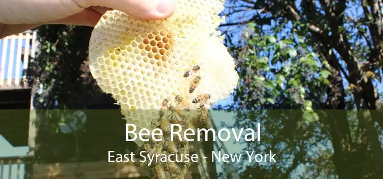 Bee Removal East Syracuse - New York