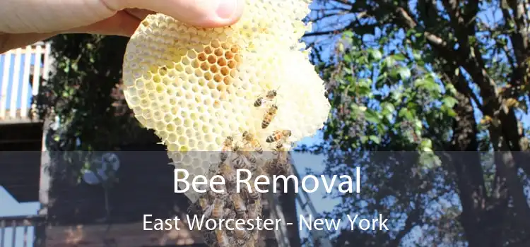 Bee Removal East Worcester - New York