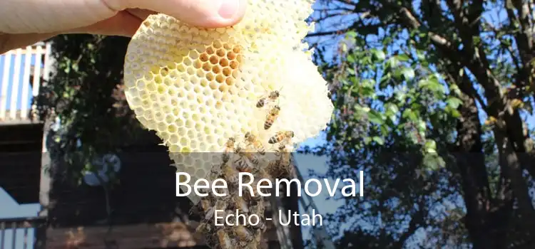 Bee Removal Echo - Utah