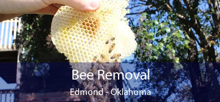 Bee Removal Edmond - Oklahoma