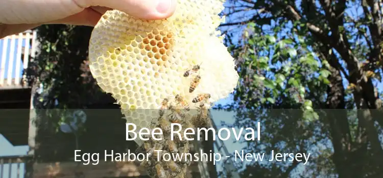 Bee Removal Egg Harbor Township - New Jersey