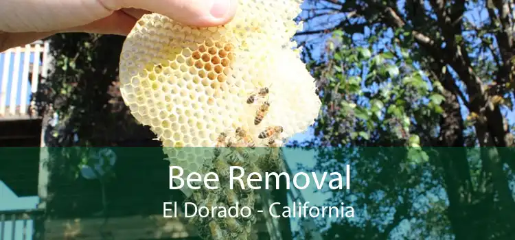 Bee Removal El Dorado - California