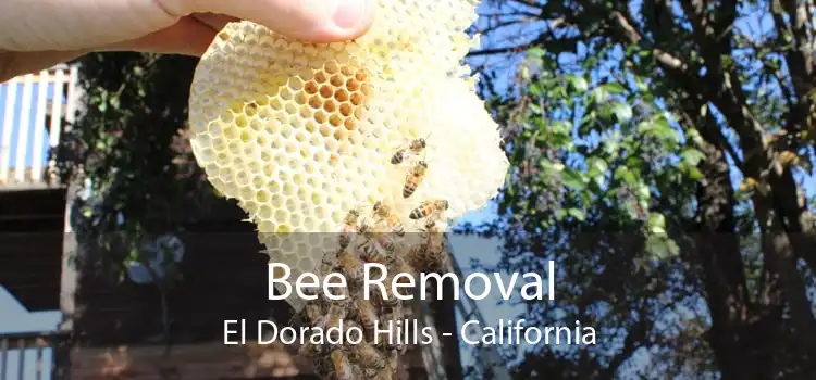 Bee Removal El Dorado Hills - California