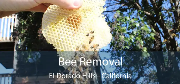 Bee Removal El Dorado Hills - California