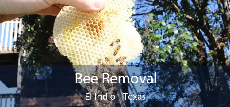 Bee Removal El Indio - Texas