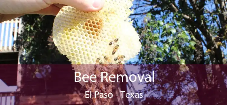 Bee Removal El Paso - Texas