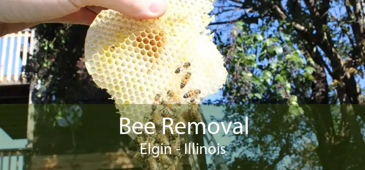 Bee Removal Elgin - Illinois