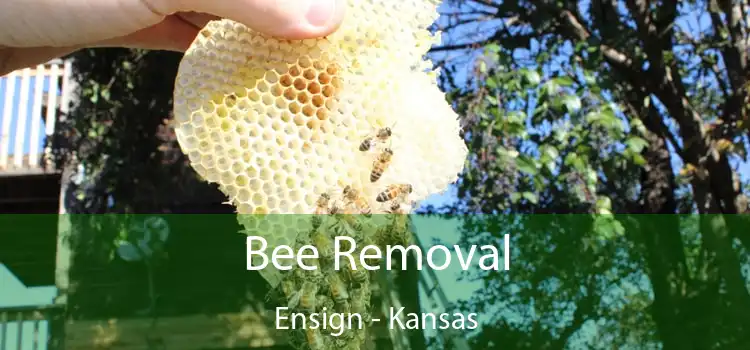 Bee Removal Ensign - Kansas