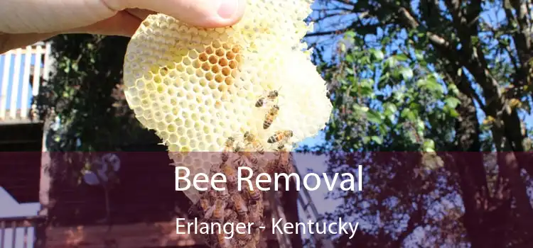 Bee Removal Erlanger - Kentucky