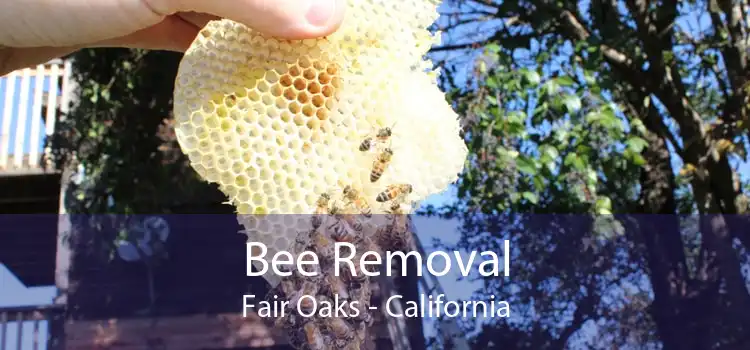 Bee Removal Fair Oaks - California