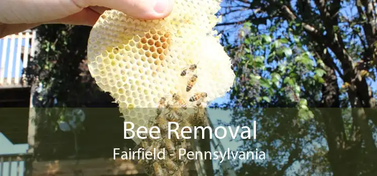 Bee Removal Fairfield - Pennsylvania
