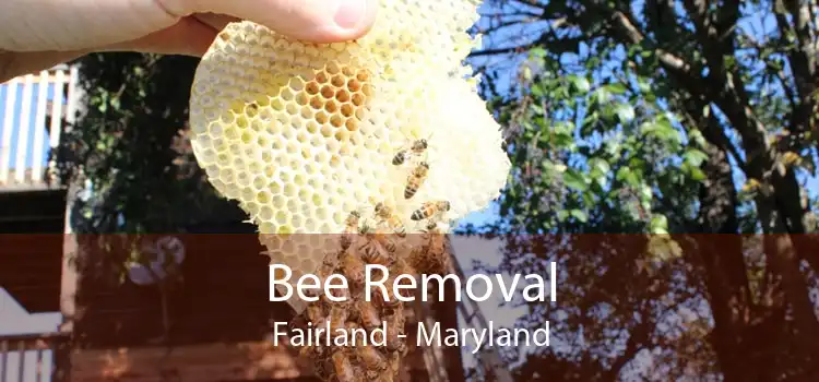 Bee Removal Fairland - Maryland