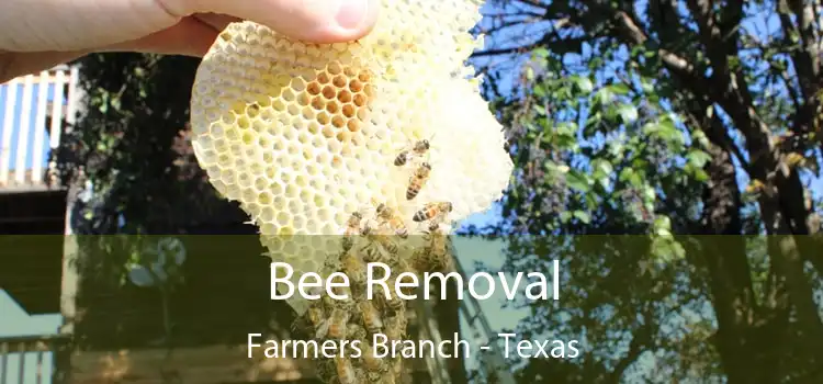 Bee Removal Farmers Branch - Texas