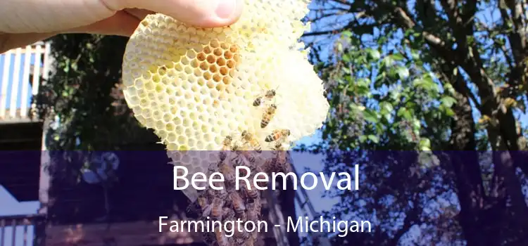Bee Removal Farmington - Michigan