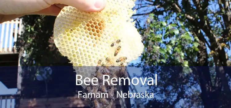 Bee Removal Farnam - Nebraska