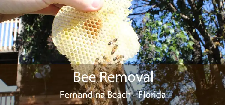 Bee Removal Fernandina Beach - Florida