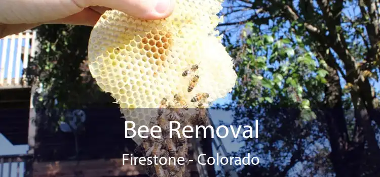 Bee Removal Firestone - Colorado