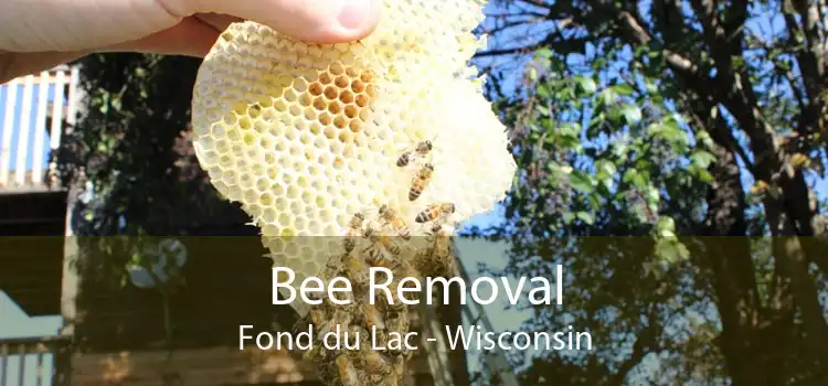 Bee Removal Fond du Lac - Wisconsin