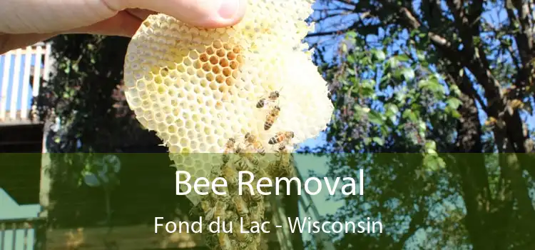 Bee Removal Fond du Lac - Wisconsin