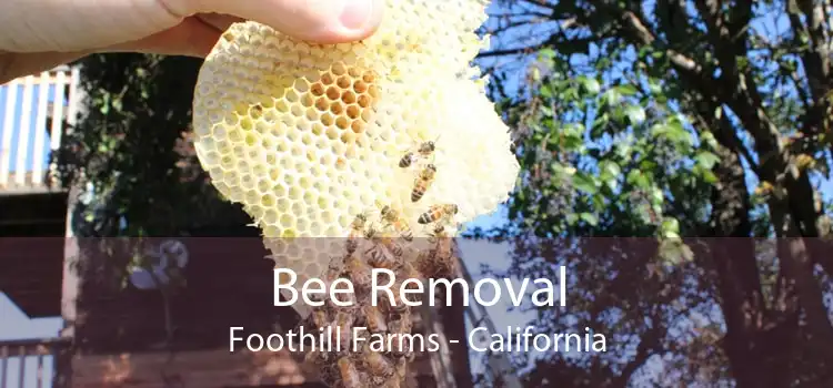 Bee Removal Foothill Farms - California