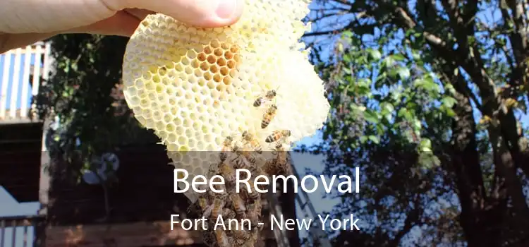 Bee Removal Fort Ann - New York