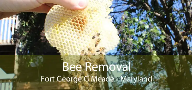 Bee Removal Fort George G Meade - Maryland