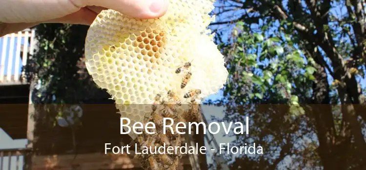 Bee Removal Fort Lauderdale - Florida