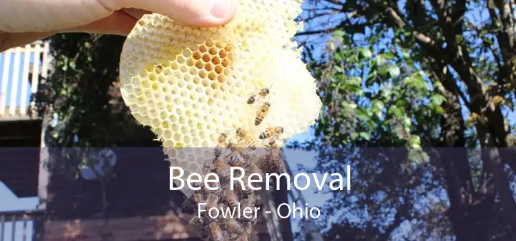 Bee Removal Fowler - Ohio