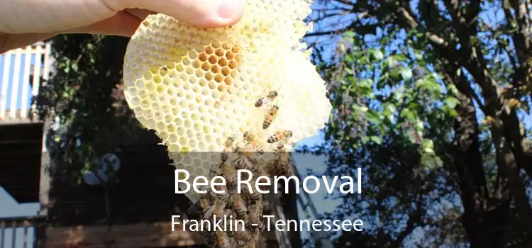 Bee Removal Franklin - Tennessee