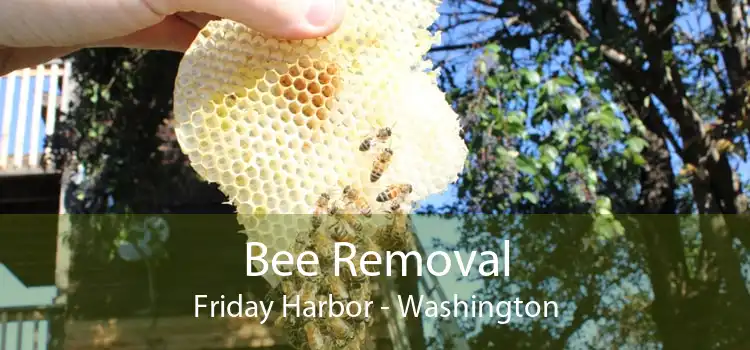 Bee Removal Friday Harbor - Washington