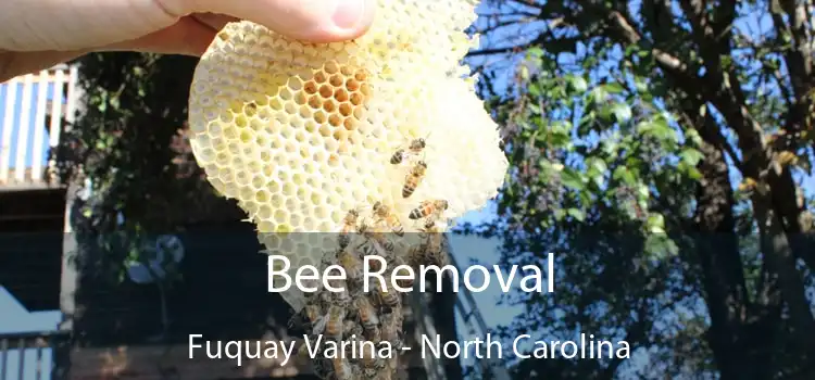 Bee Removal Fuquay Varina - North Carolina