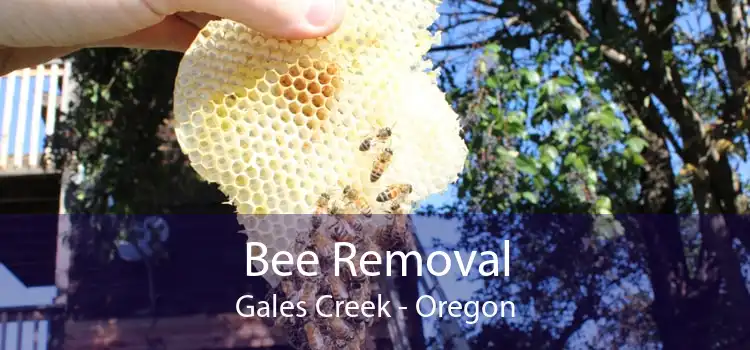 Bee Removal Gales Creek - Oregon