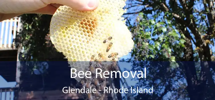Bee Removal Glendale - Rhode Island
