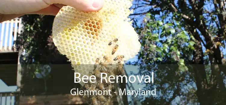 Bee Removal Glenmont - Maryland