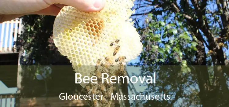 Bee Removal Gloucester - Massachusetts