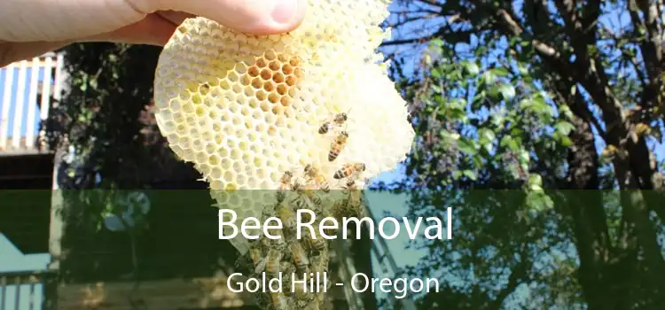 Bee Removal Gold Hill - Oregon