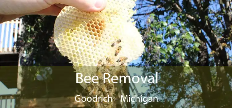 Bee Removal Goodrich - Michigan