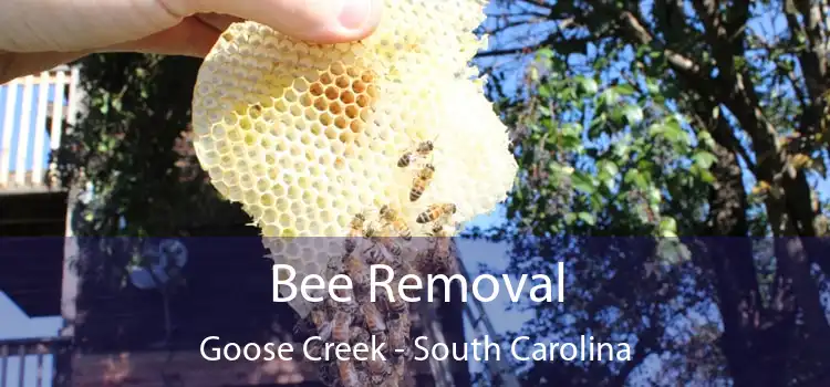 Bee Removal Goose Creek - South Carolina