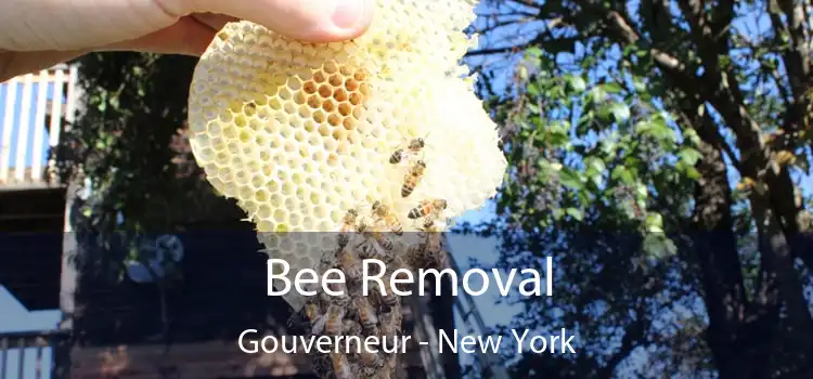 Bee Removal Gouverneur - New York