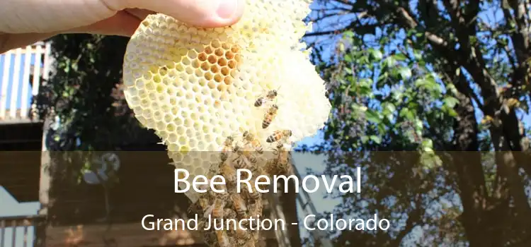 Bee Removal Grand Junction - Colorado