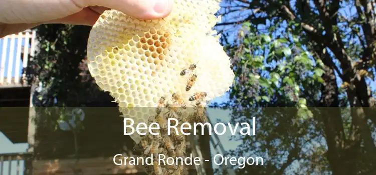 Bee Removal Grand Ronde - Oregon